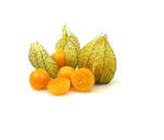 Phisalis-Physalis-Bandeja-1-Und