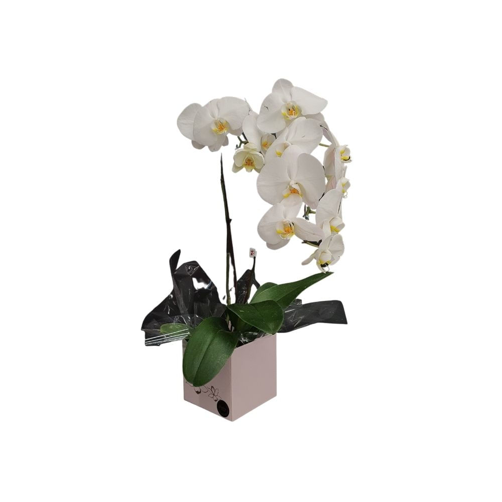 Flor Orquídea Phalaenopsis Cascata Pote Nº15 Unidade