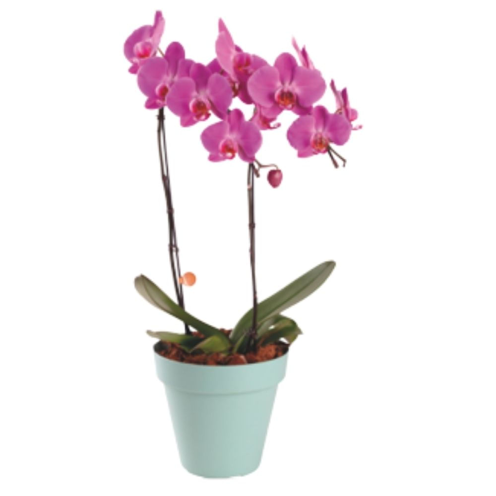Flor Orquídea Phalaenopsis Pote Nº18 Unidade