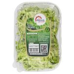 Alface-Crespa-Premier-Bertolin-Unidade
