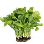 xis-folhas-rucula-hidroponica-xis-folhas-1632151858