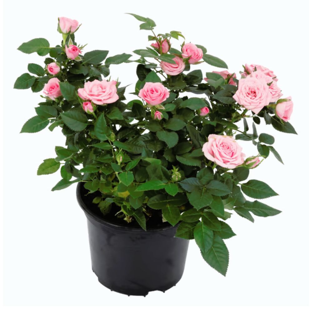 Flor Roseira Mini Pote Nº15 Unidade