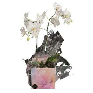 Flor Orquídea Multiflora Variada 2 Hastes Pote 12