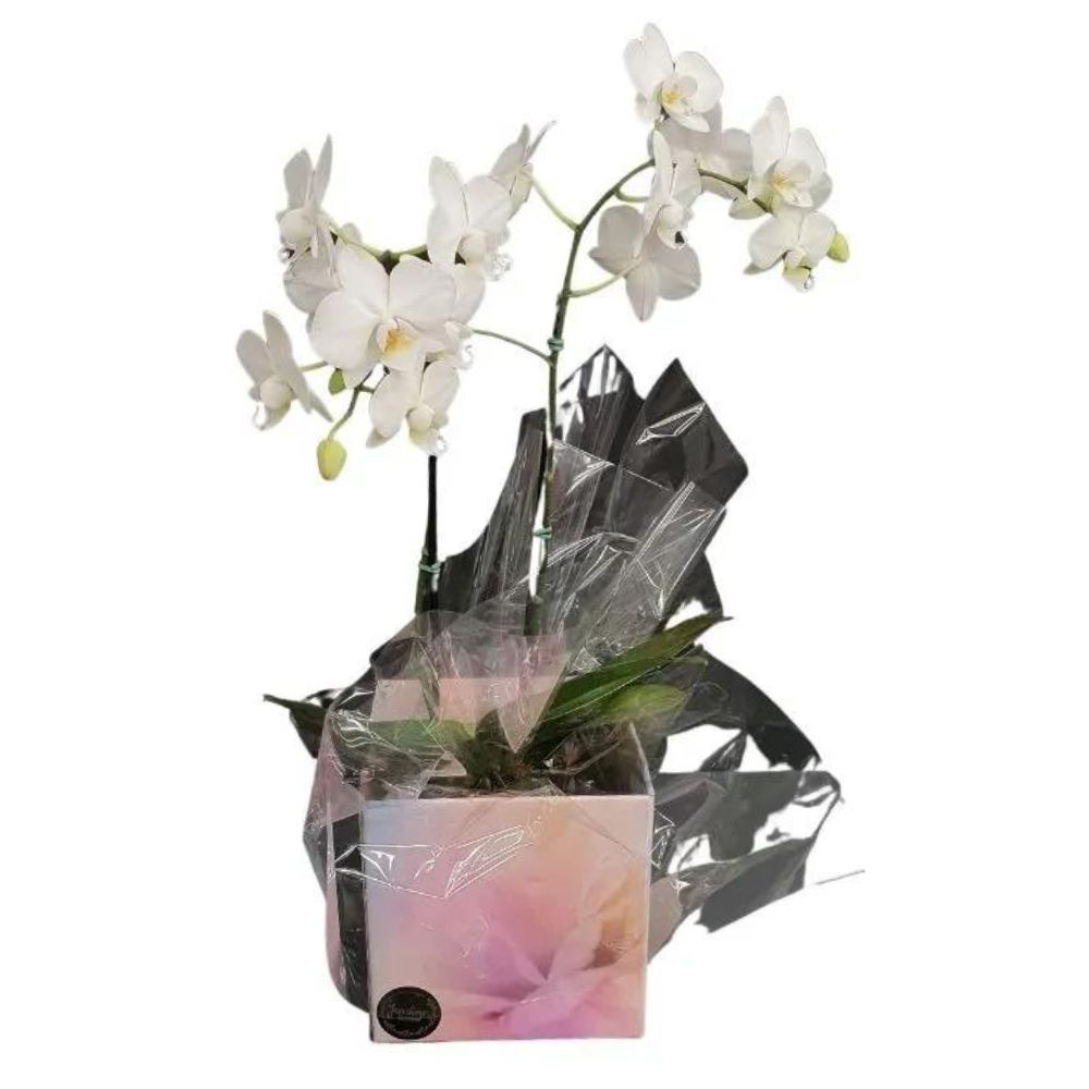 Flor Orquídea Multiflora Variada 2 Hastes Pote Nº12 Unidade