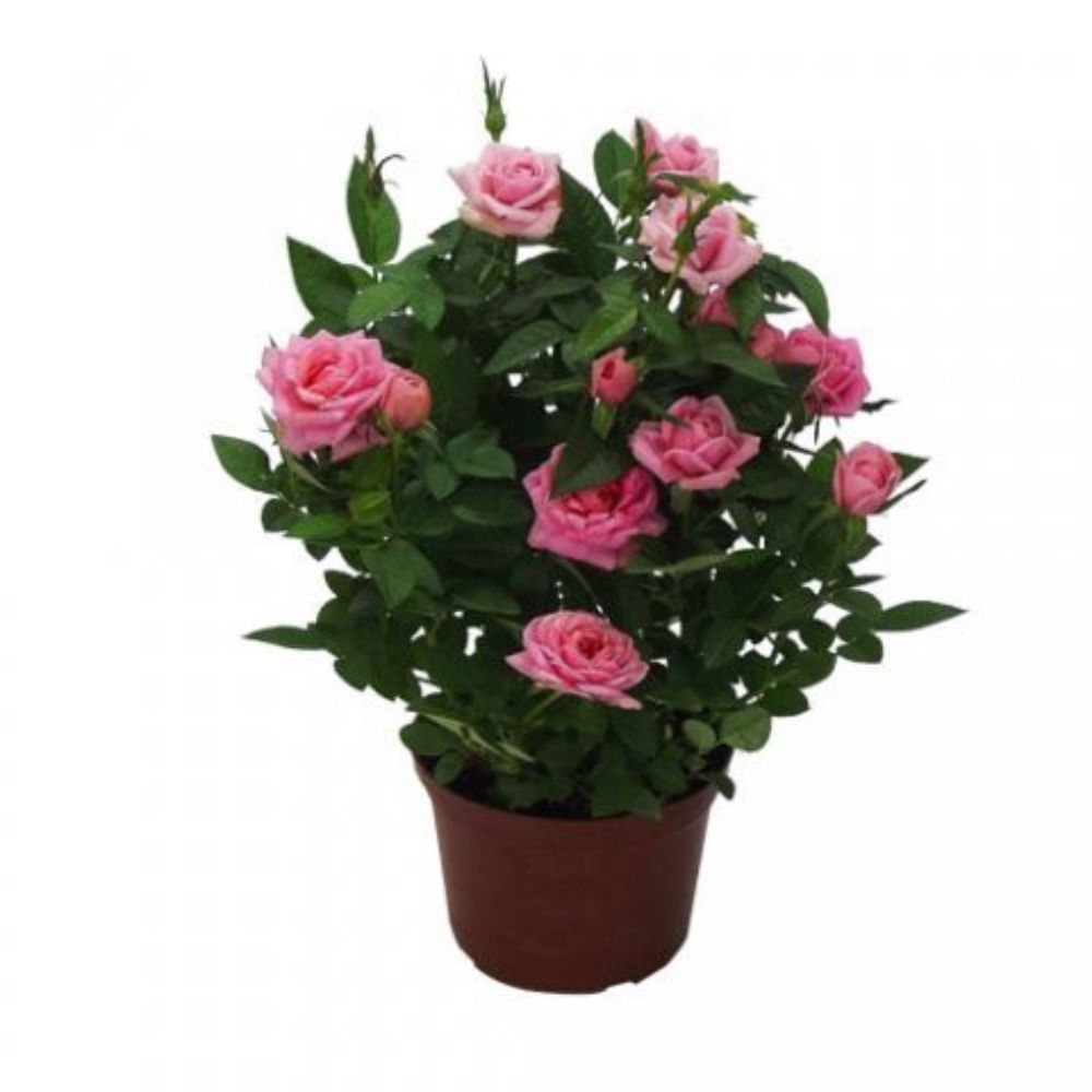 Flor Roseira Mini Pote Nº 13