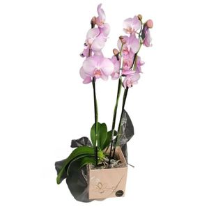 Flor Orquídea Phalaenopsis 2 Hastes Pote 12