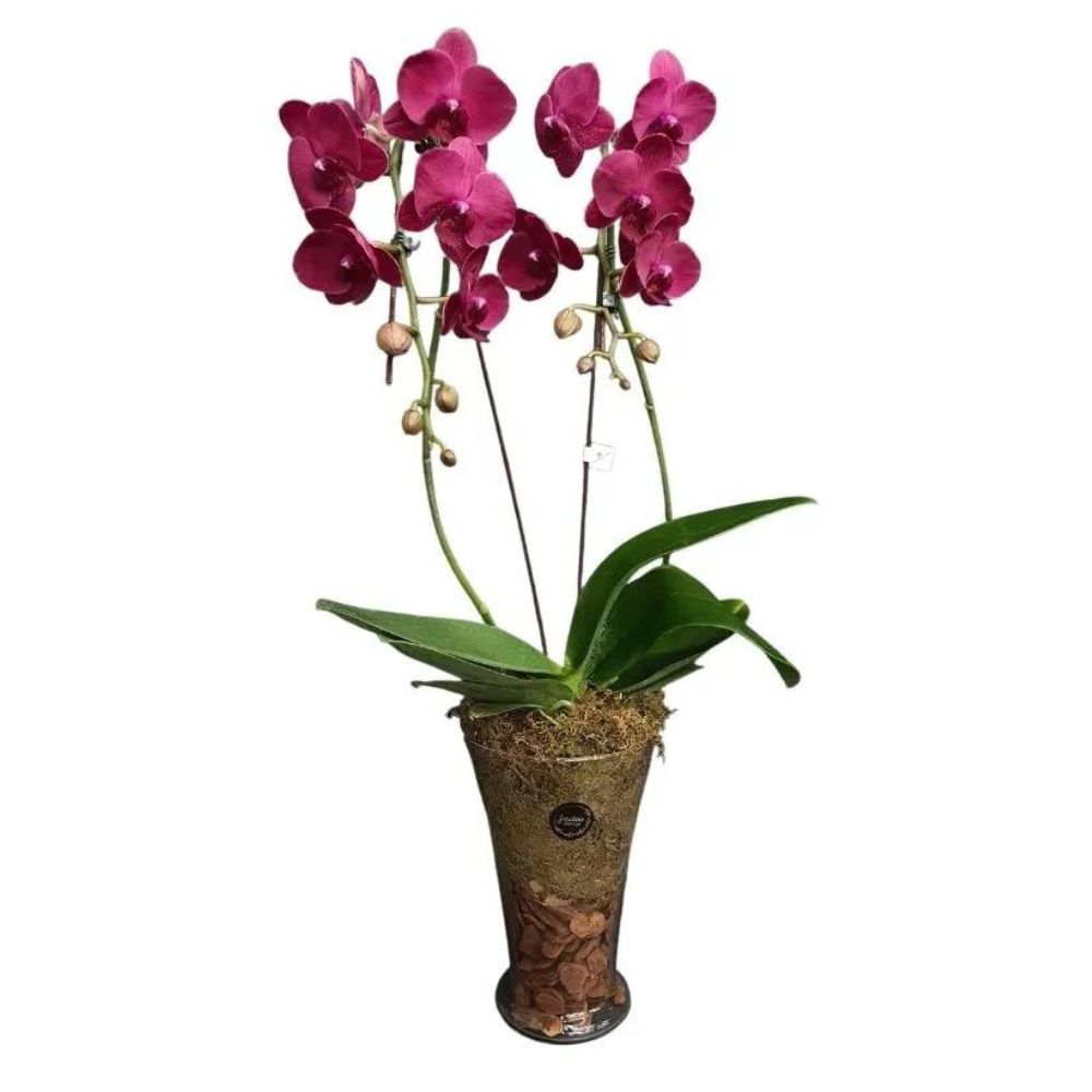 Flor Orquídea Premium Vaso de Vidro Unidade