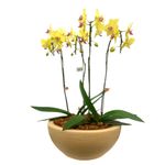 flor-phalaenopsis-c40-infinity-unidade-festval-7890291272148