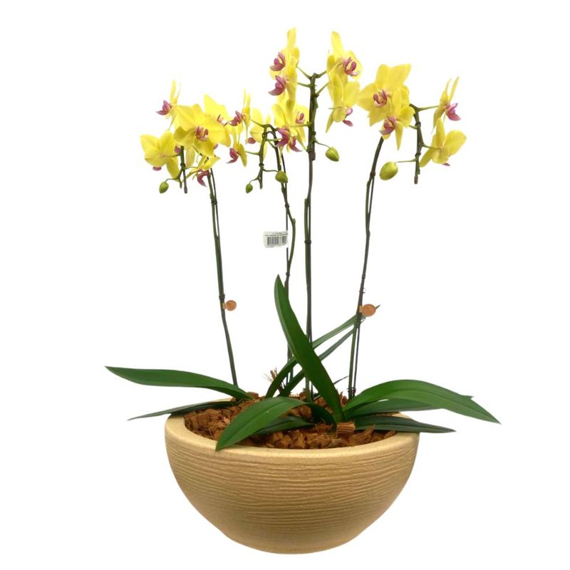 flor-phalaenopsis-c40-infinity-unidade-festval-7890291272148