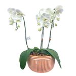 flor-phalaenopsis-livorno-unidade-festval-7890291541176