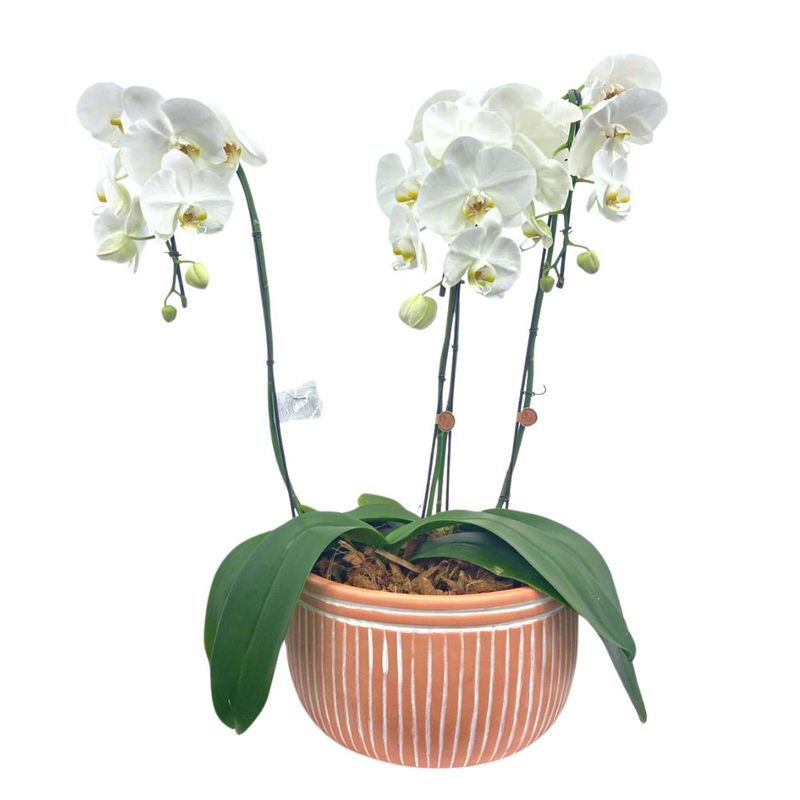 flor-phalaenopsis-livorno-unidade-festval-7890291541176