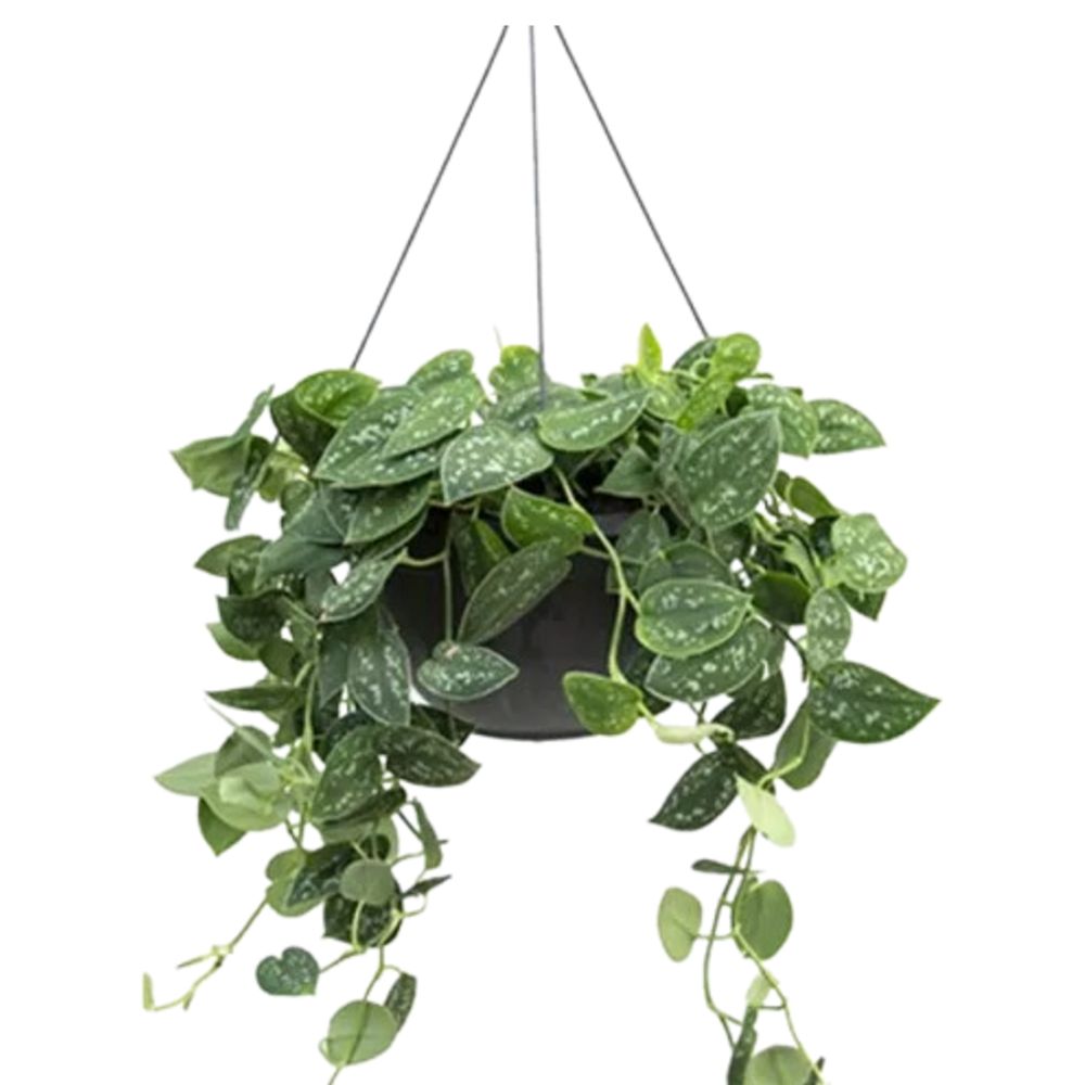 Jiboia Verde Cuia N°21