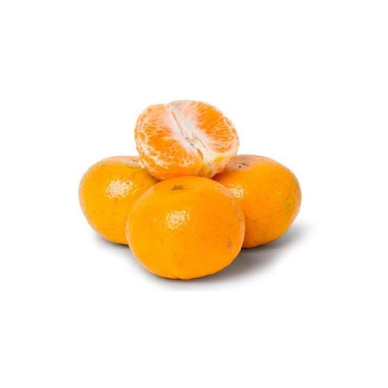 Morgote