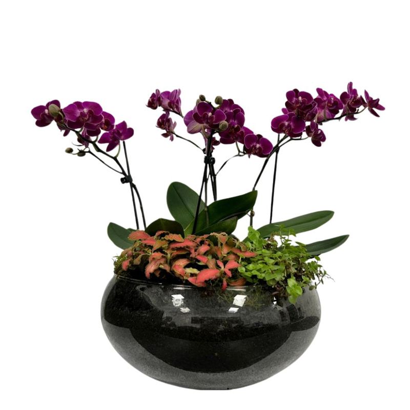 flor-orquidea-premium-bacia-unidade-festval-32771855