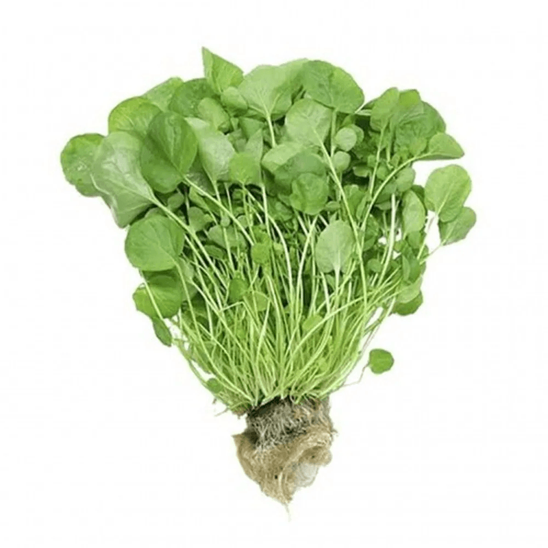 agriaowalker