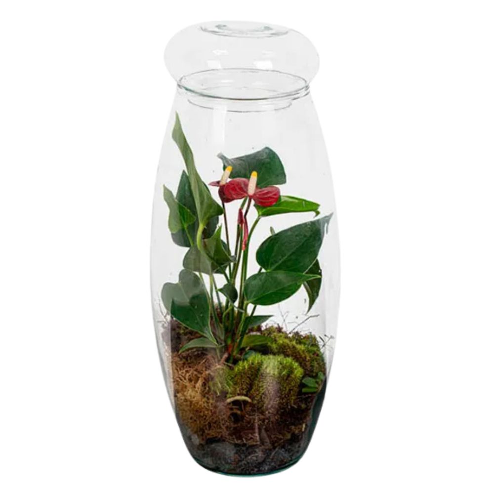 Terrário Equilibrium Terra Viva Unidade