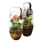 terrario-equilibrium-terra-viva-unidade-7890291552134