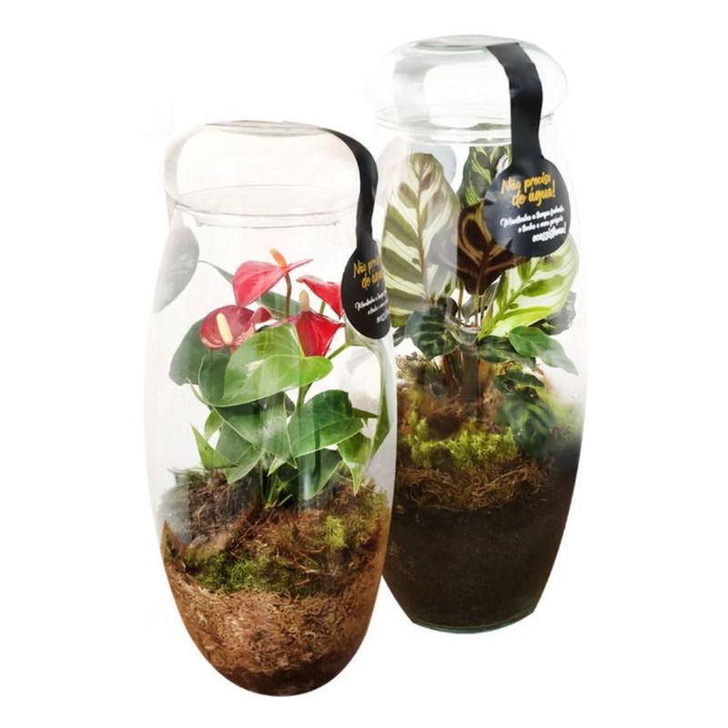 terrario-equilibrium-terra-viva-unidade-7890291552134