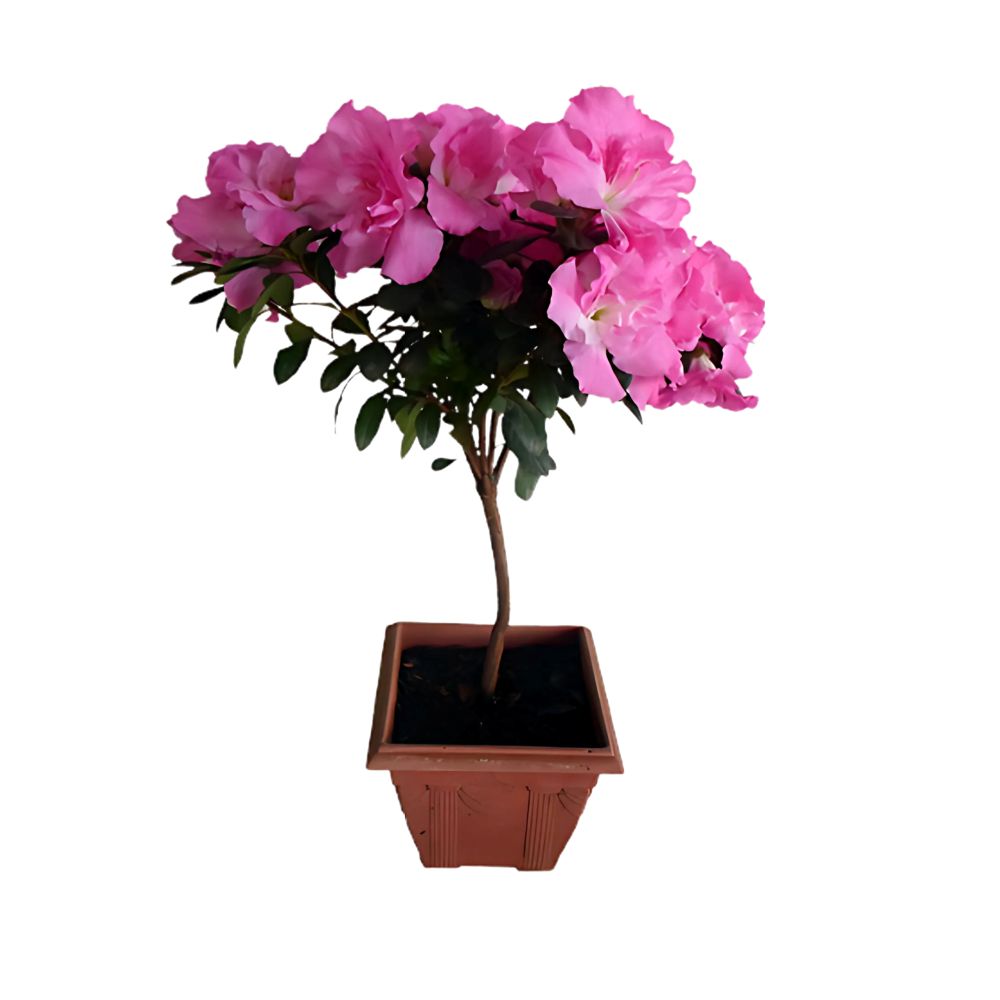 Azaleia Bonsai Liebe Pote Nº12 Unidade
