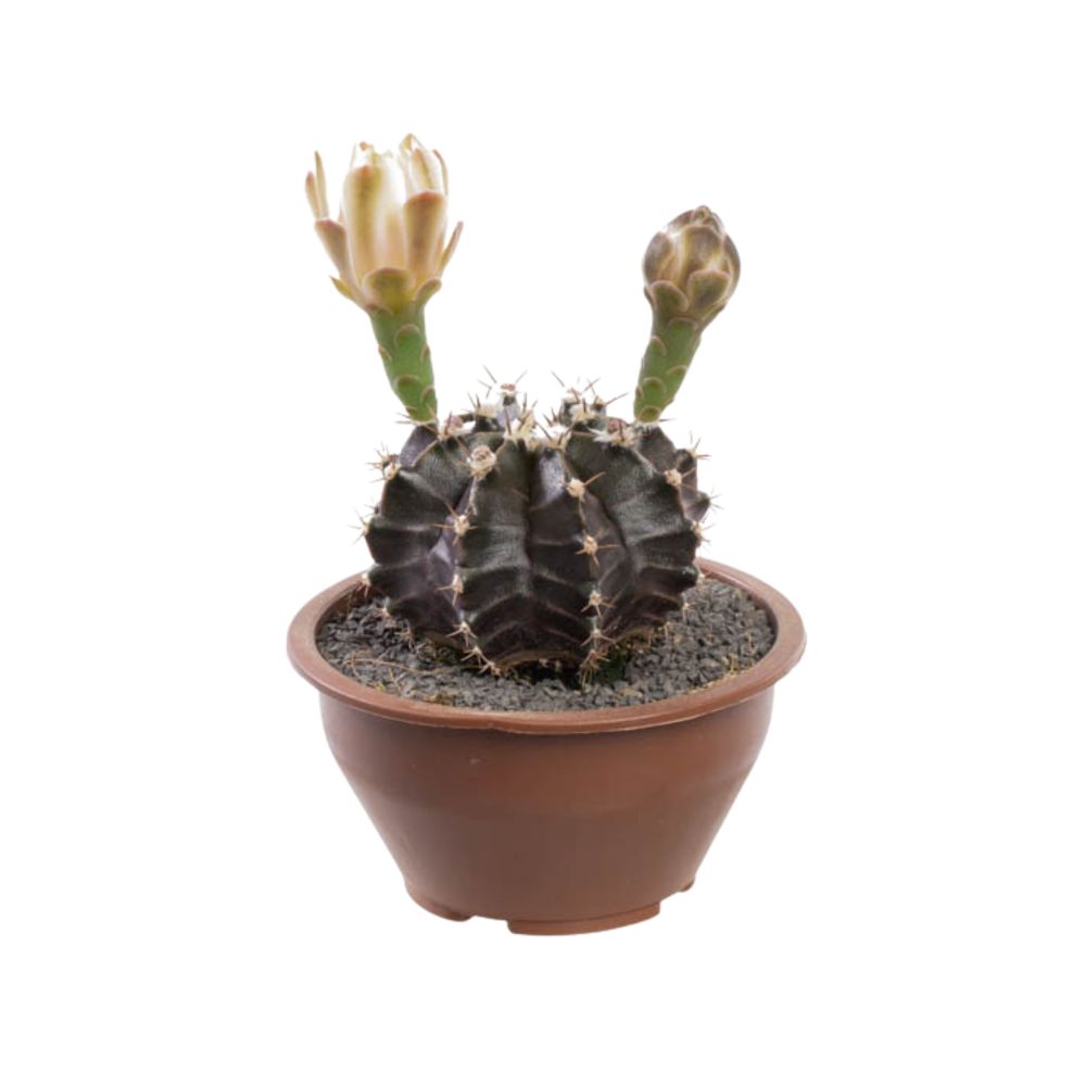 Planta Cactus Gymnocalycium Unidade