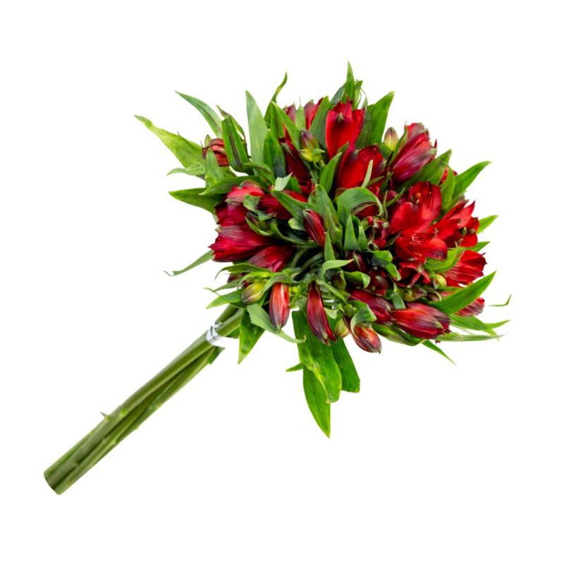 alstroemeria