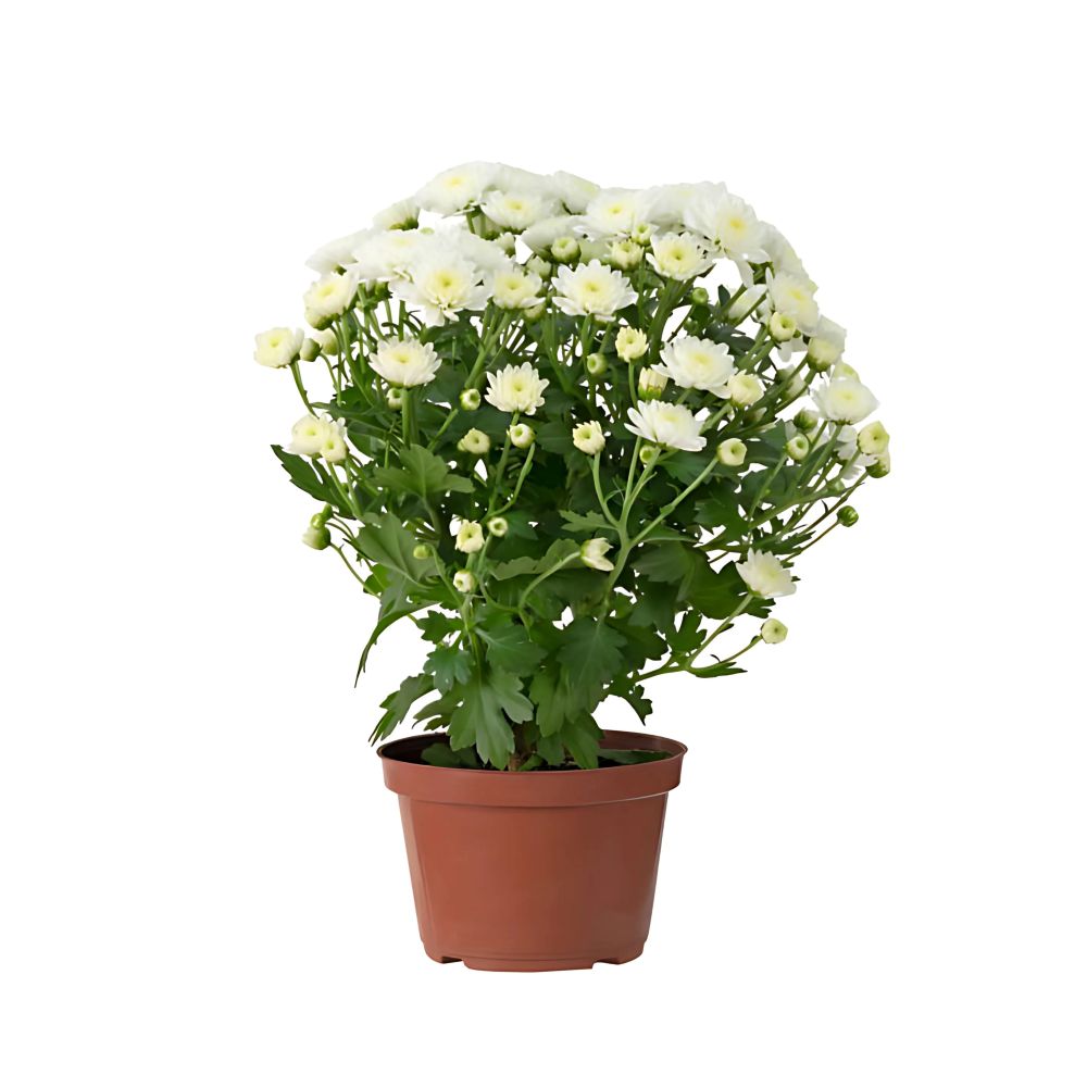 Flor Crisantemo Bola Belga Pote Nº11 Unidade