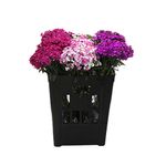 dianthus