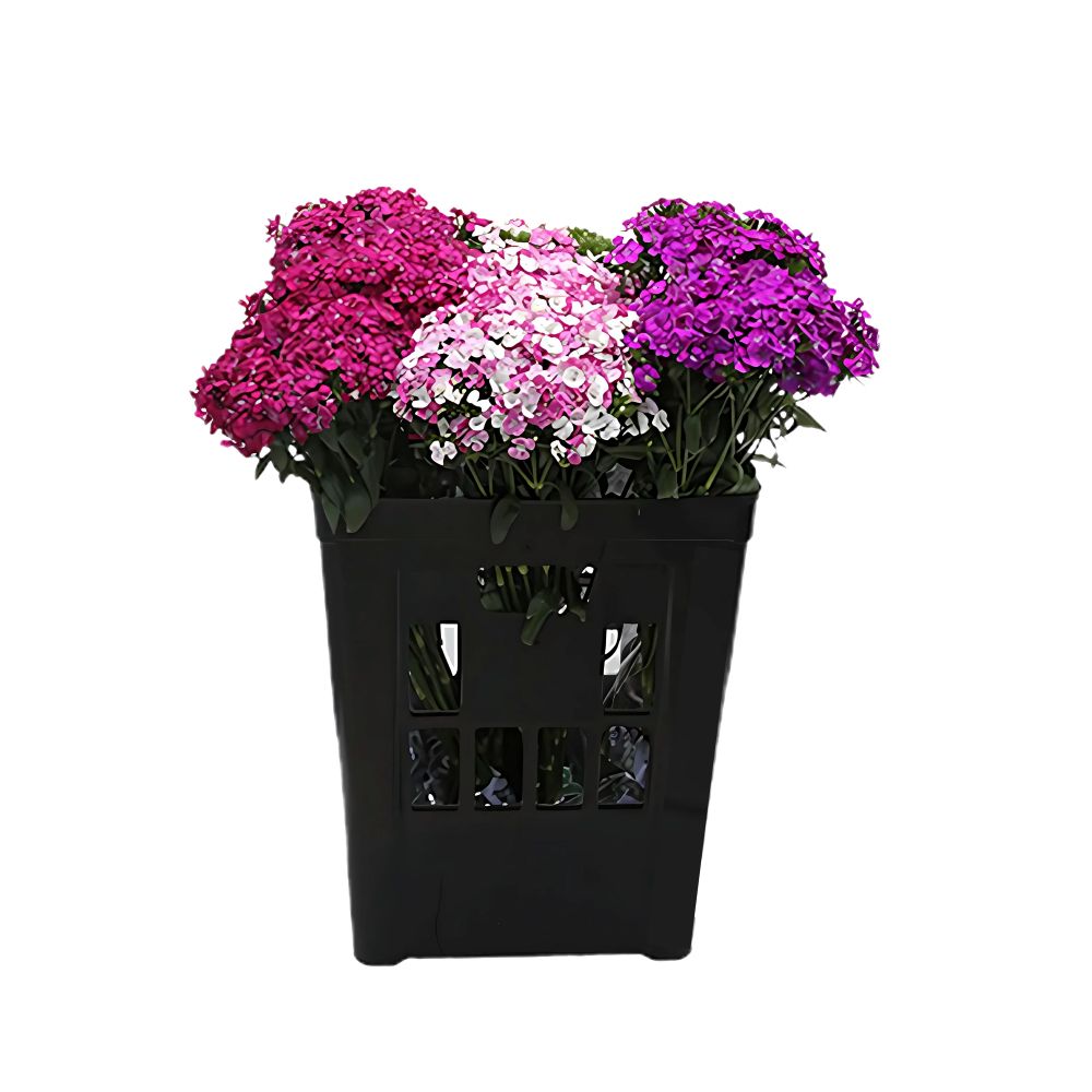 Flor Dianthus Barbatus Variado 050