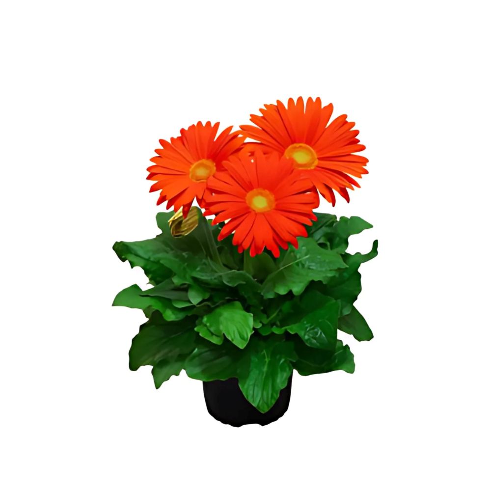 Flor Gerbera Mini  3 Flores Pote Nº14