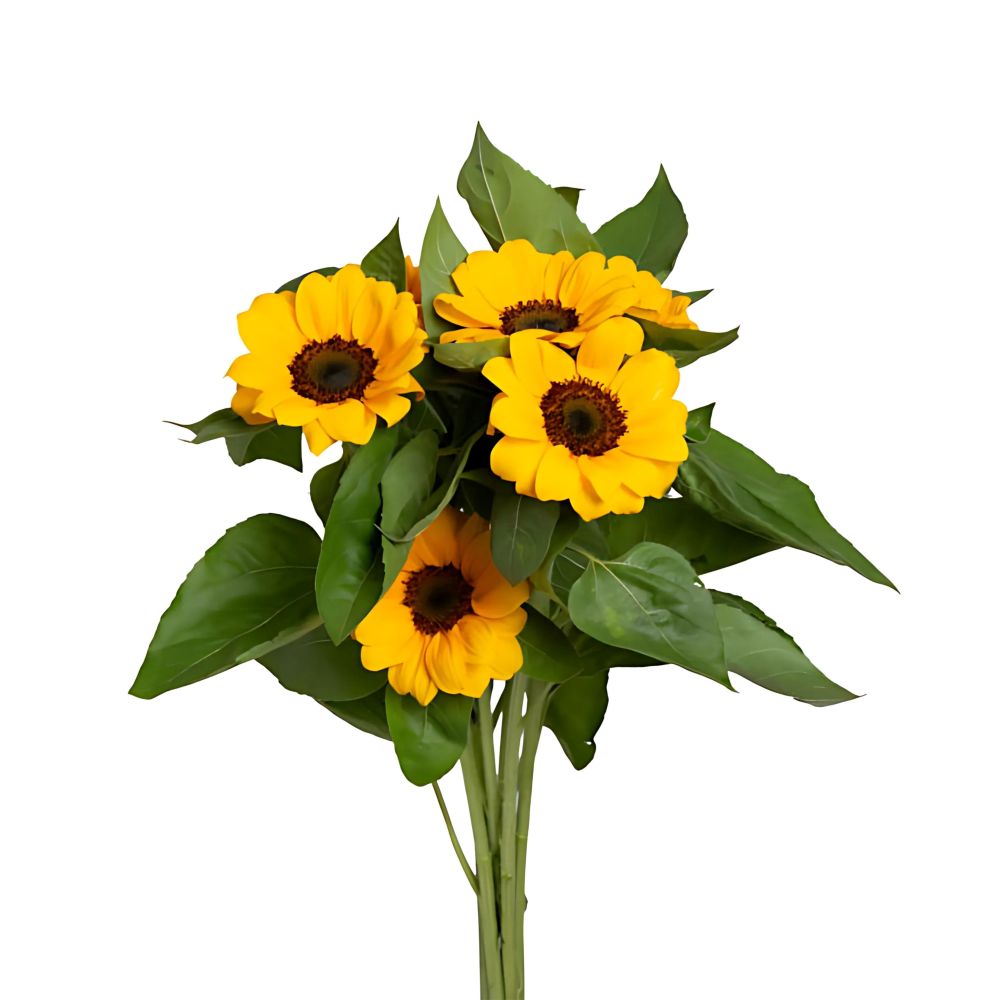 Flor Girassol Maço