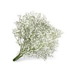 gypsophila