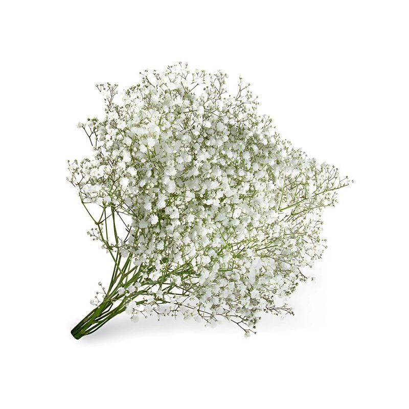 gypsophila
