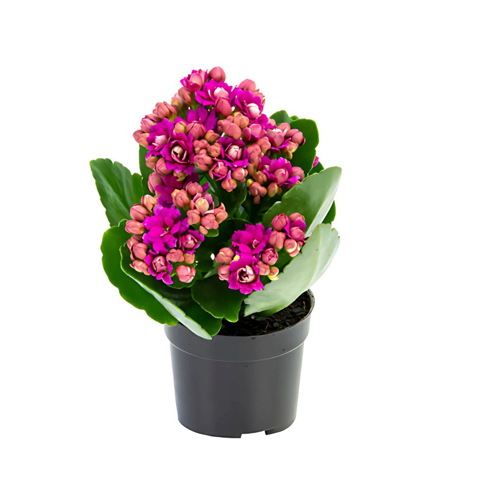 Flor Kalanchoe  Dobrado Mini Pote Nº6