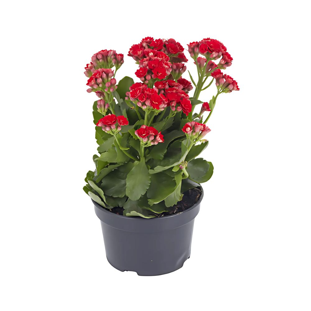 Flor Kalanchoe Dobrado Pote Nº15