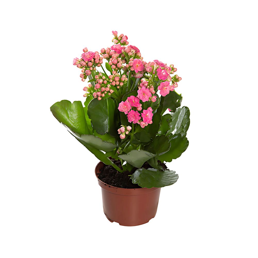 Flor Kalanchoe Dobrado Pote Nº11