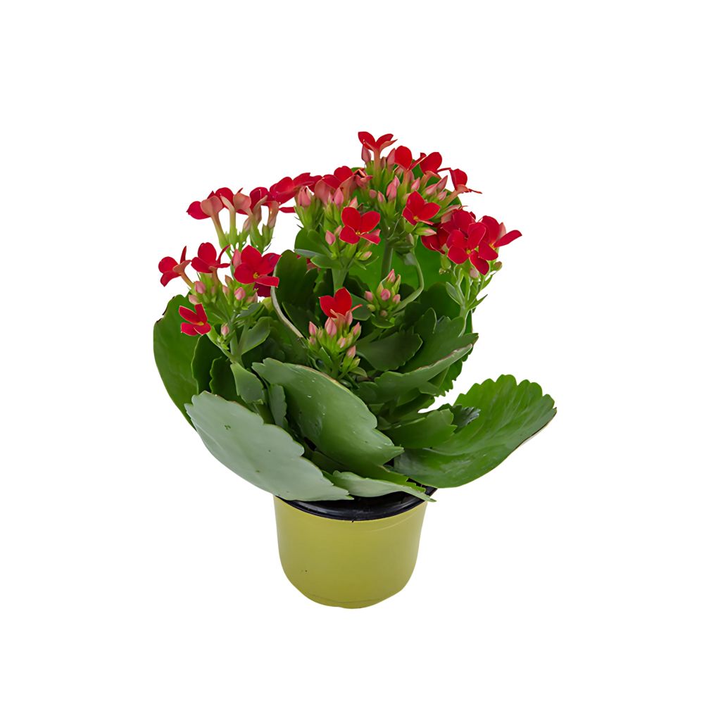 Flor Kalanchoe Mini Pote Nº6
