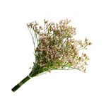 LIMONIUM