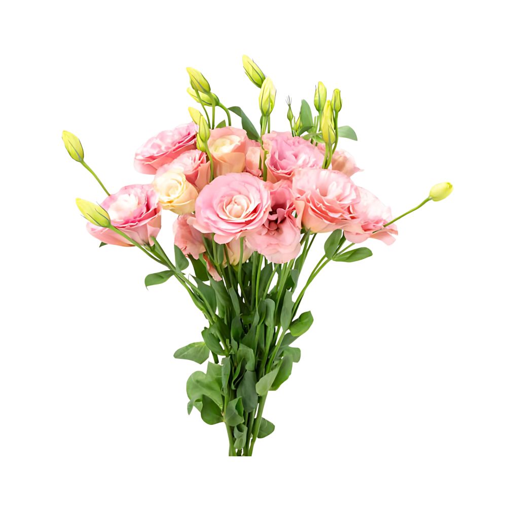 Flor Lisianthus Variado Maço