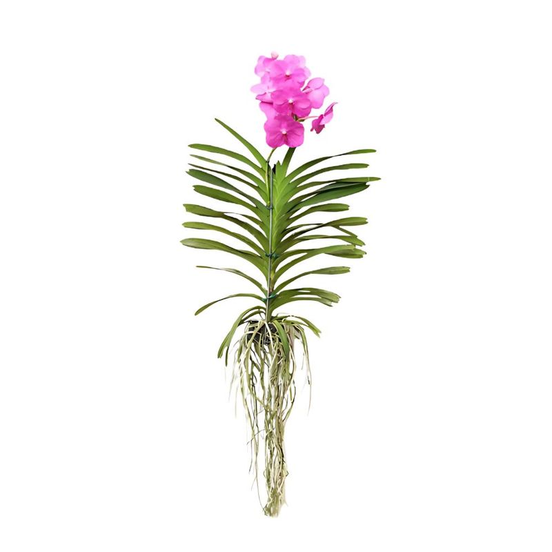 orquidea-vanda