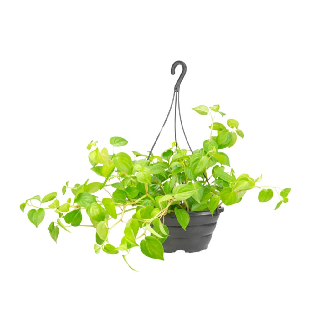 Peperonia Scandens Cuia Nº21