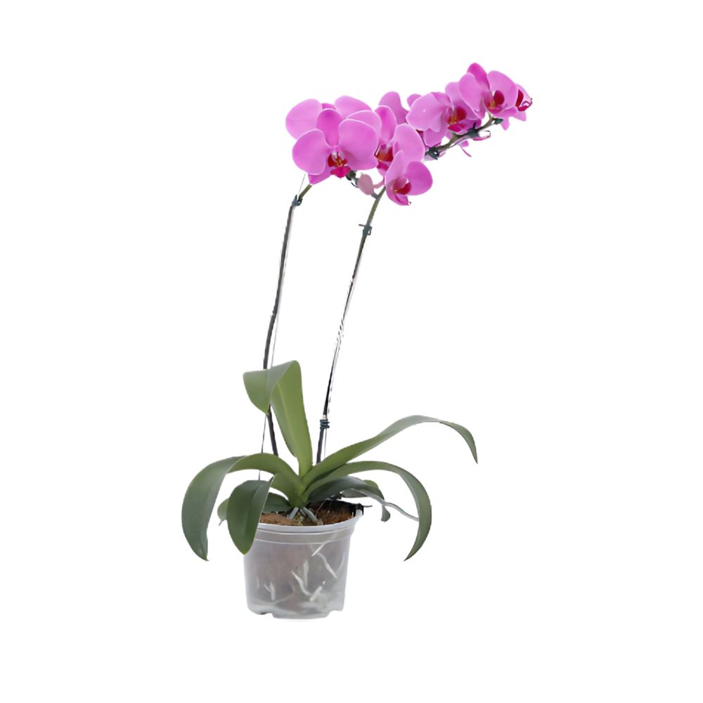 Flor Orquídea Phalaenopsis 2 Hastes Pote Nº09