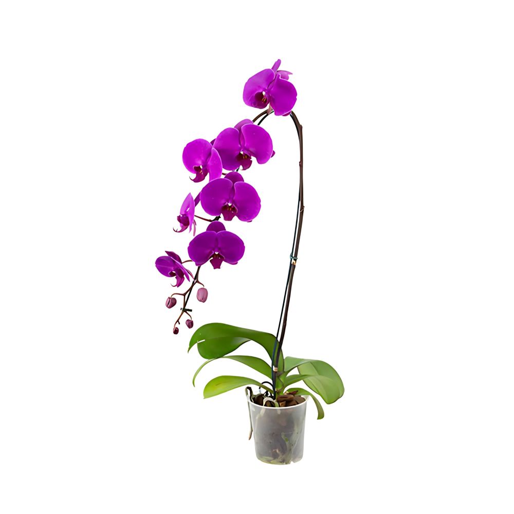 Flor Orquídea Phalaenopsis Cascata Pote Nº12