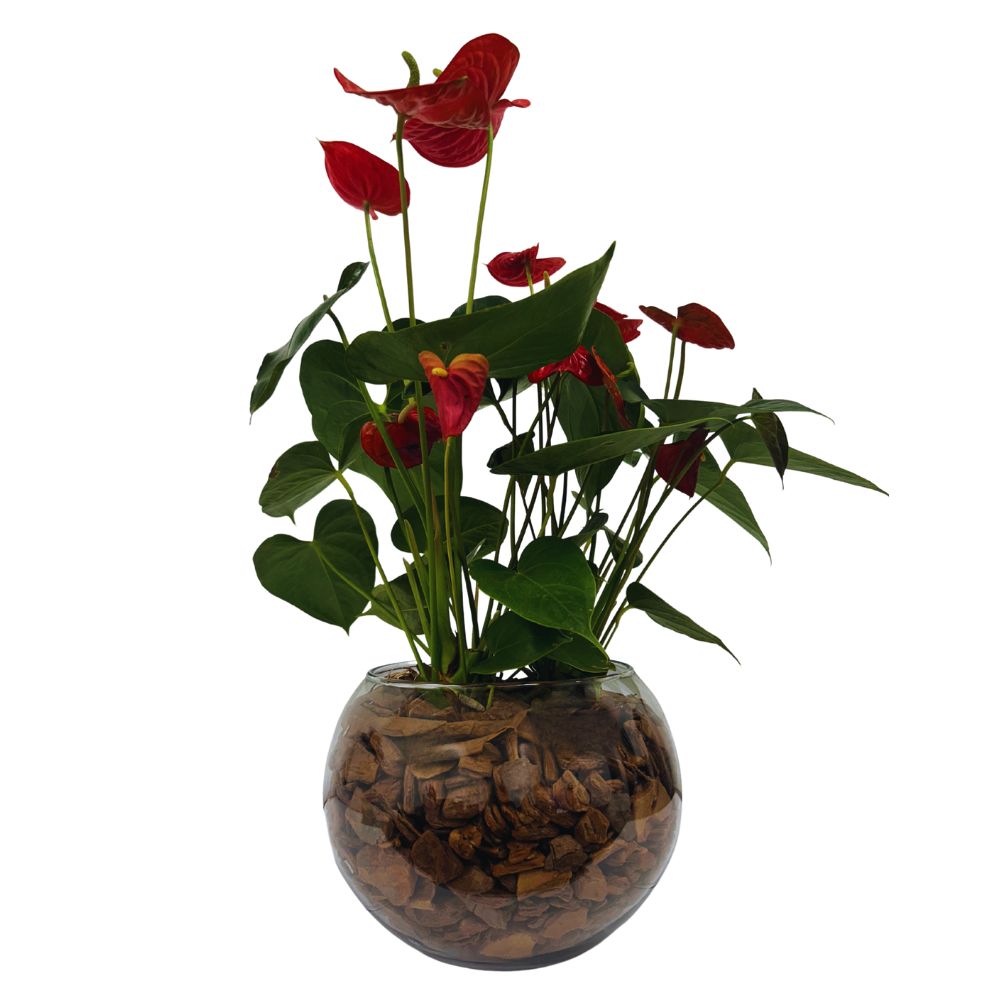 Flor Anthurium Premium Variado Vaso de Vidro Unidade