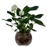 flor-anthurium-premium-vaso-de-vidro-unidade-32771695