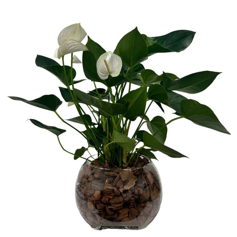 flor-anthurium-premium-vaso-de-vidro-unidade-32771695