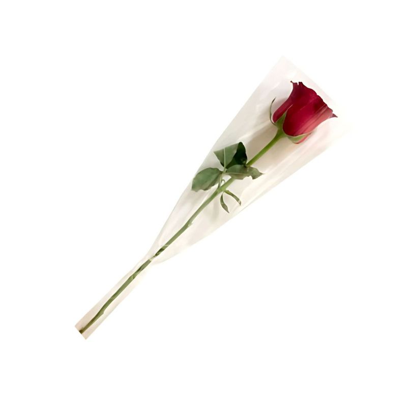 rosa-solitaria
