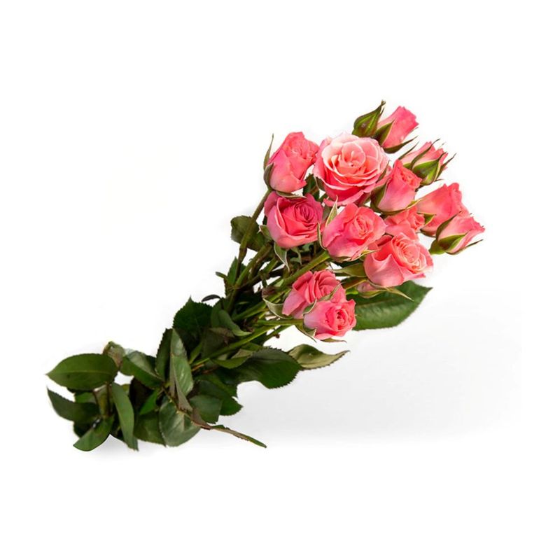 rosa-variada