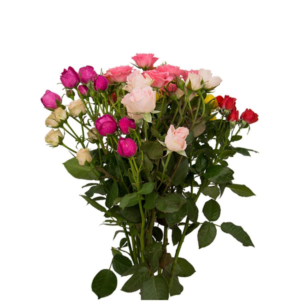 Flor Rosa Variada Spray Maço