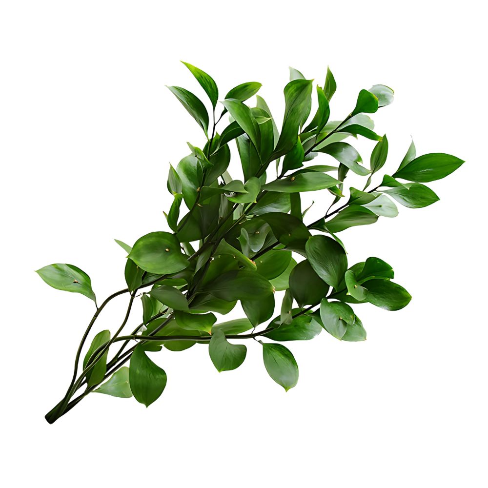 Ruscus Maço