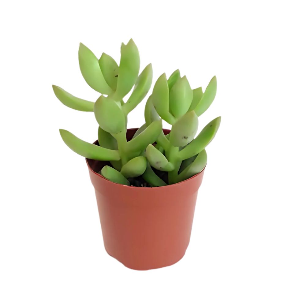 Suculenta Pote Nº06